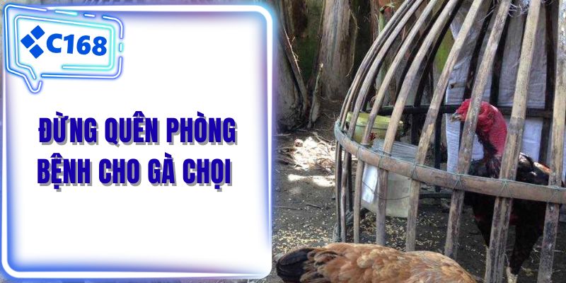 Đừng quên phòng bệnh cho gà chọi