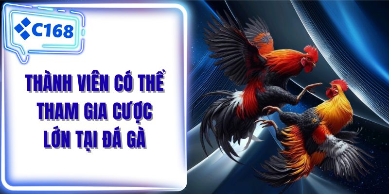 Thành viên có thể tham gia cược lớn tại đá gà