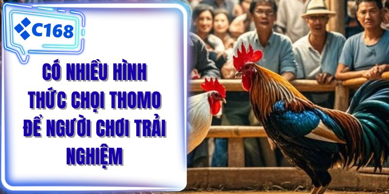Có nhiều hình thức chọi thomo để người chơi trải nghiệm